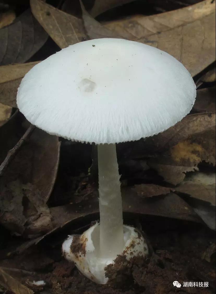 误食毒蘑菇可致丧命权威专家教你识别常见毒蘑菇