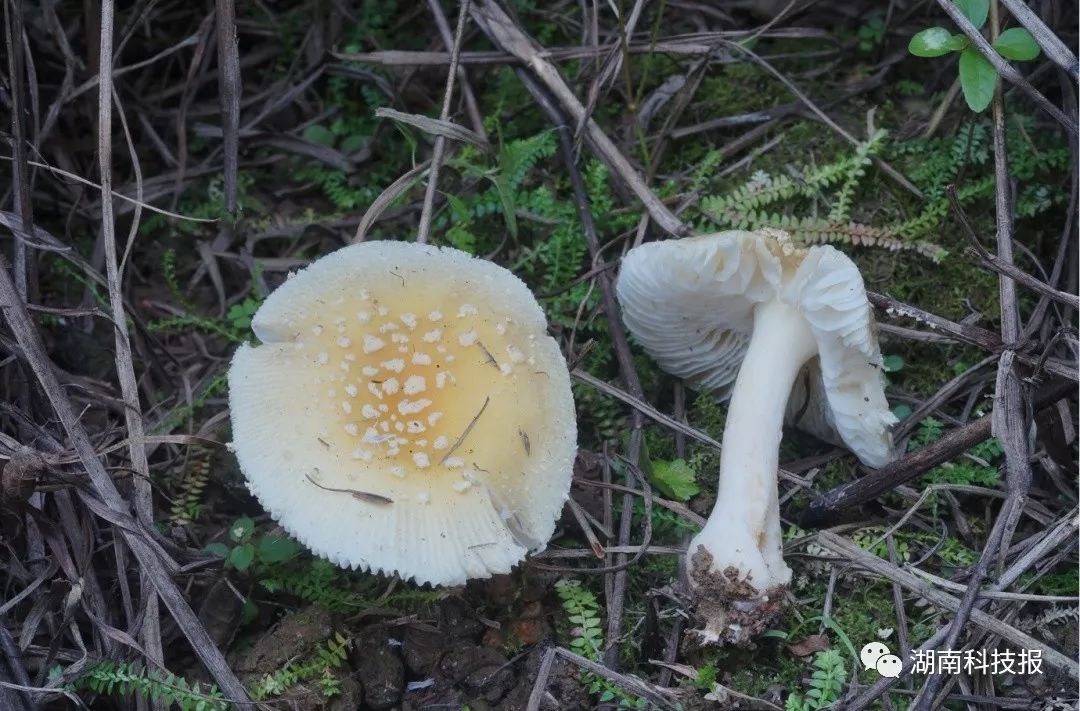 权威专家教你识别常见毒蘑菇
