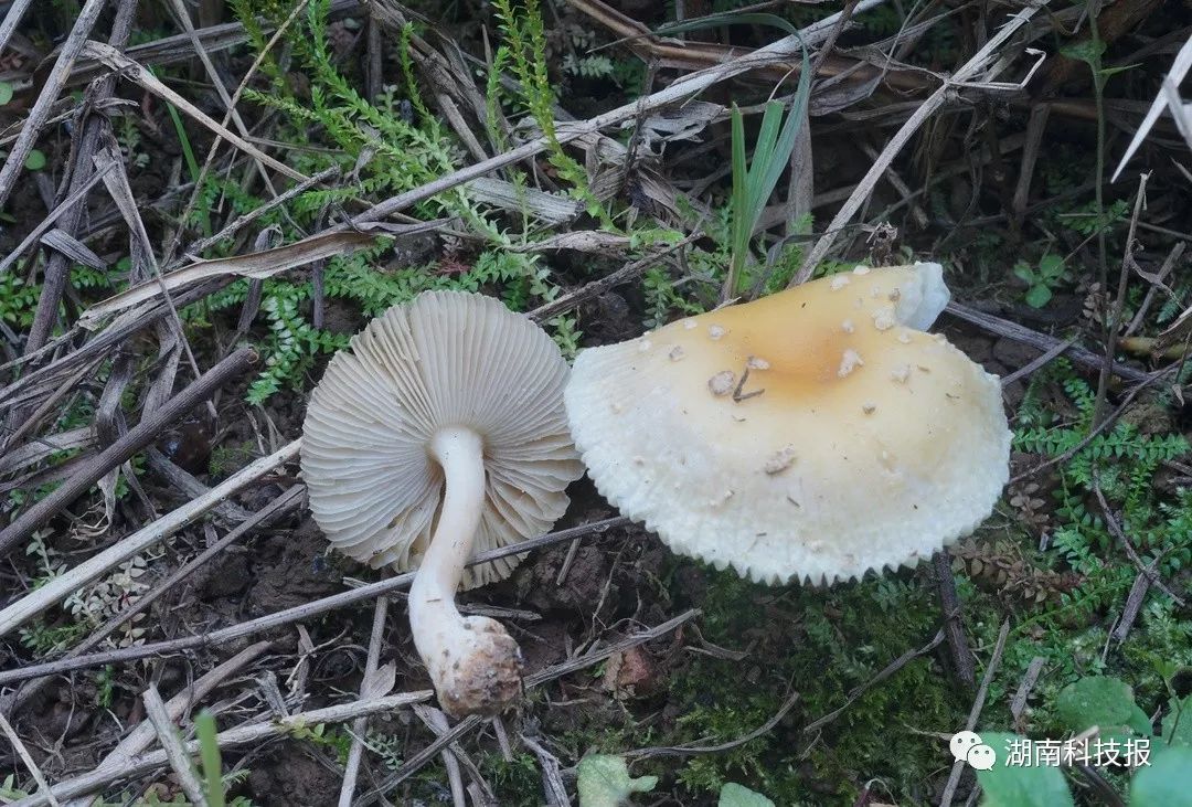 误食毒蘑菇可致丧命权威专家教你识别常见毒蘑菇