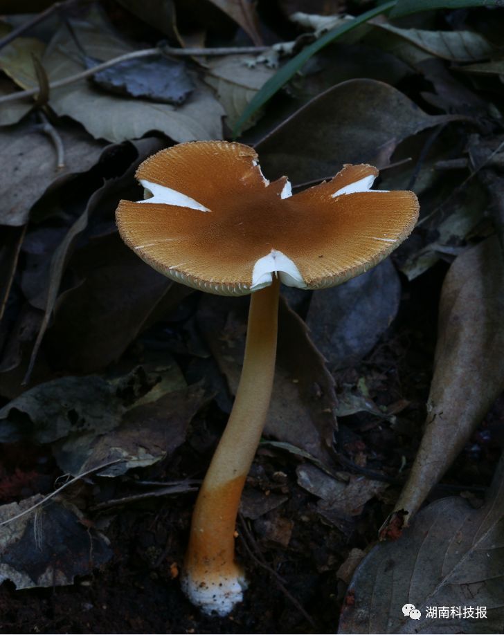 误食毒蘑菇可致丧命!权威专家教你识别常见毒蘑菇