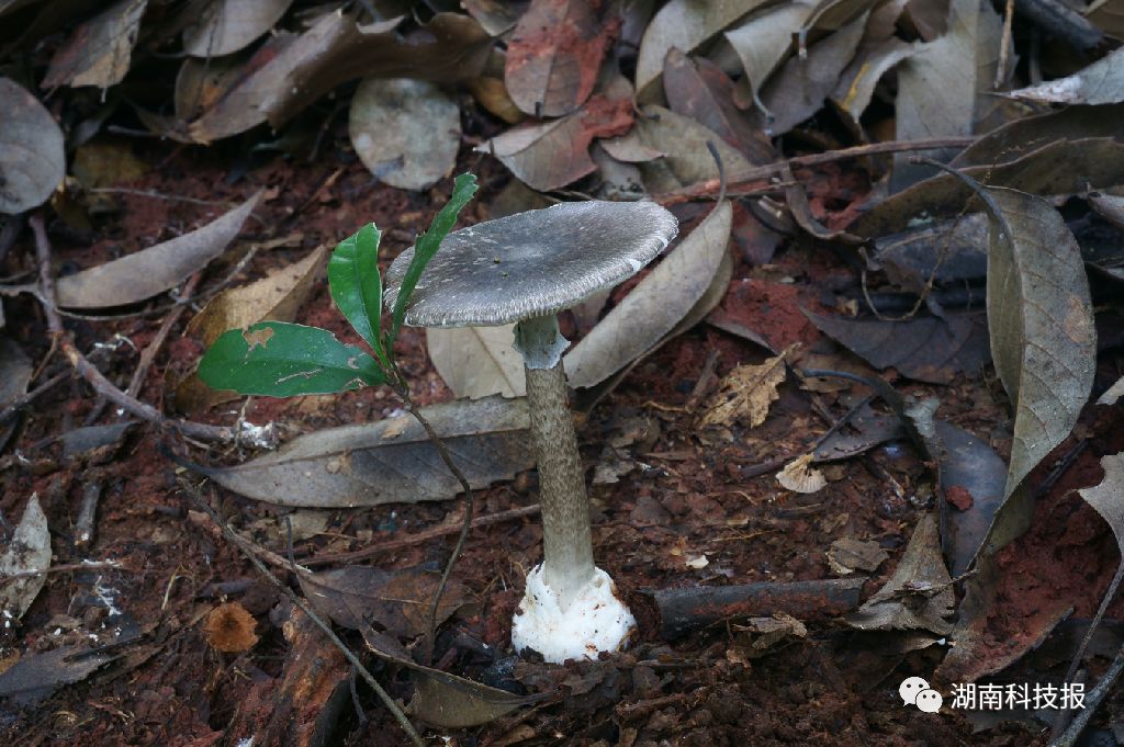 首页 政务公开毒蘑菇种类:主要是由含有鹅膏肽类毒素的鹅膏菌属,盔孢