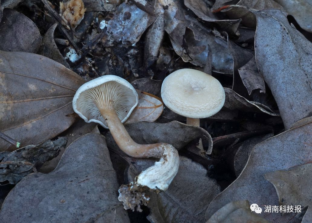 誤食毒蘑菇可致喪命權威專家教你識別常見毒蘑菇