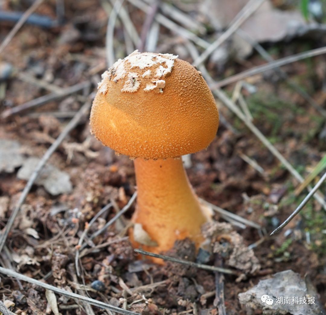 誤食毒蘑菇可致喪命權威專家教你識別常見毒蘑菇